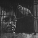 Image for article titled Jailbirds bond with actual birds in a tender Hollywood classic